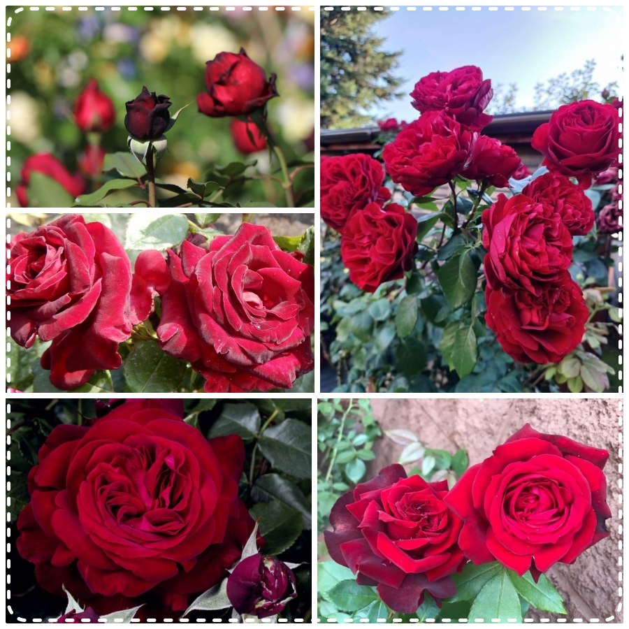 Admiral róża wielkokwiatowa